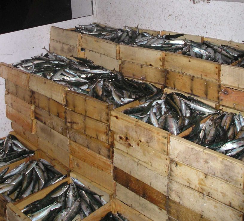 Reino del Boquerón - Cajas de sardinas