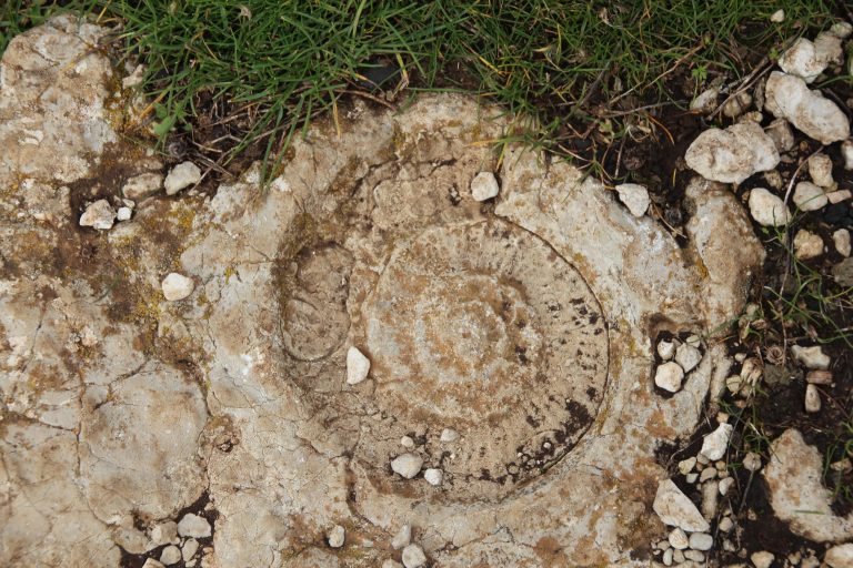 Ammonite_1