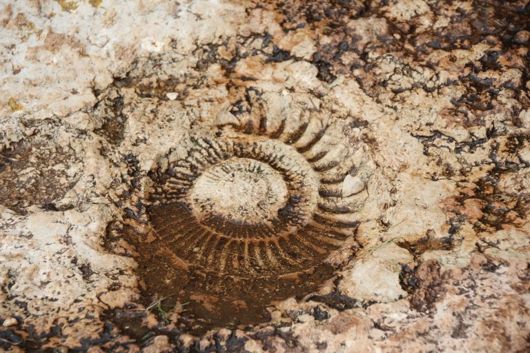 Ammonite_2