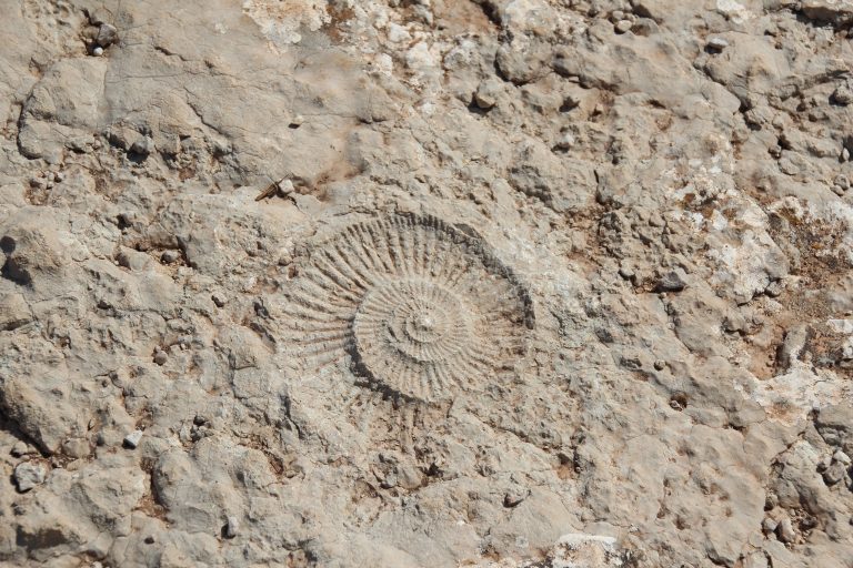 Ammonite_3