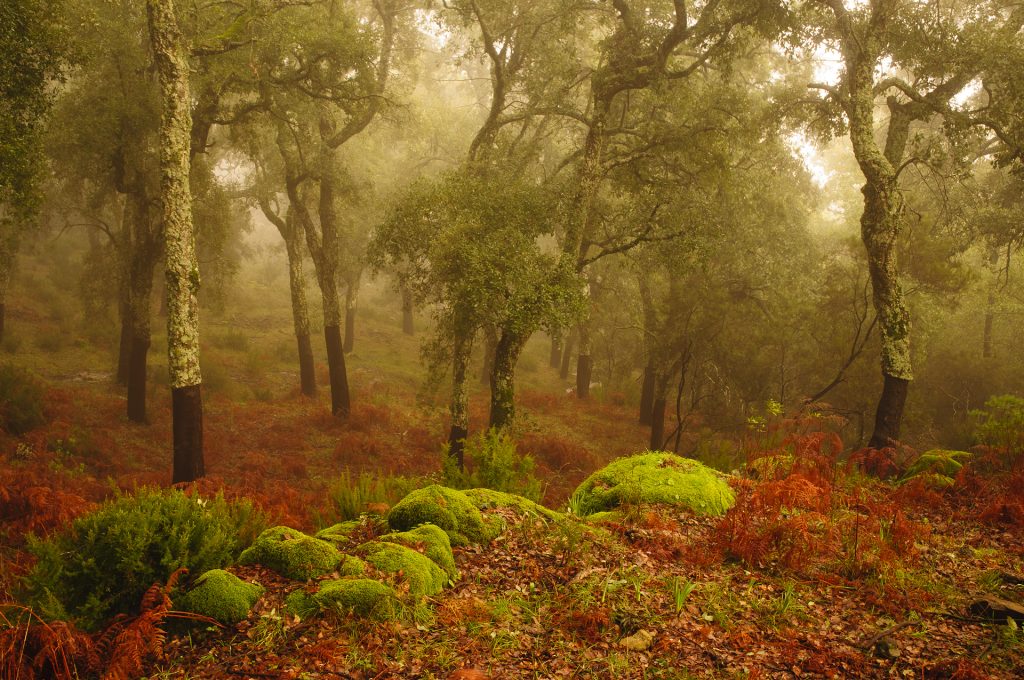 Entre la niebla y el corcho