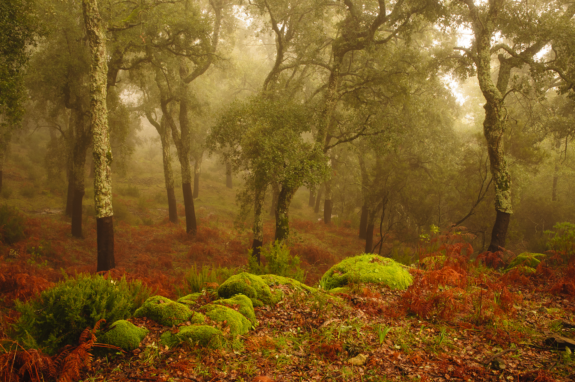 Entre la niebla y el corcho